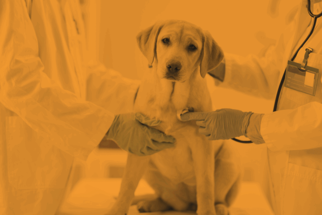 Dog getting a check up