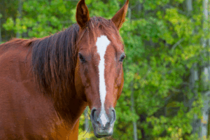 Casper, quarter horse with chronic hock lesions
