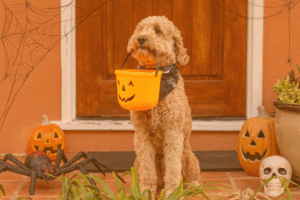 Pet Halloween Safety