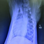 Figure 1.1 Lung hemorrhage