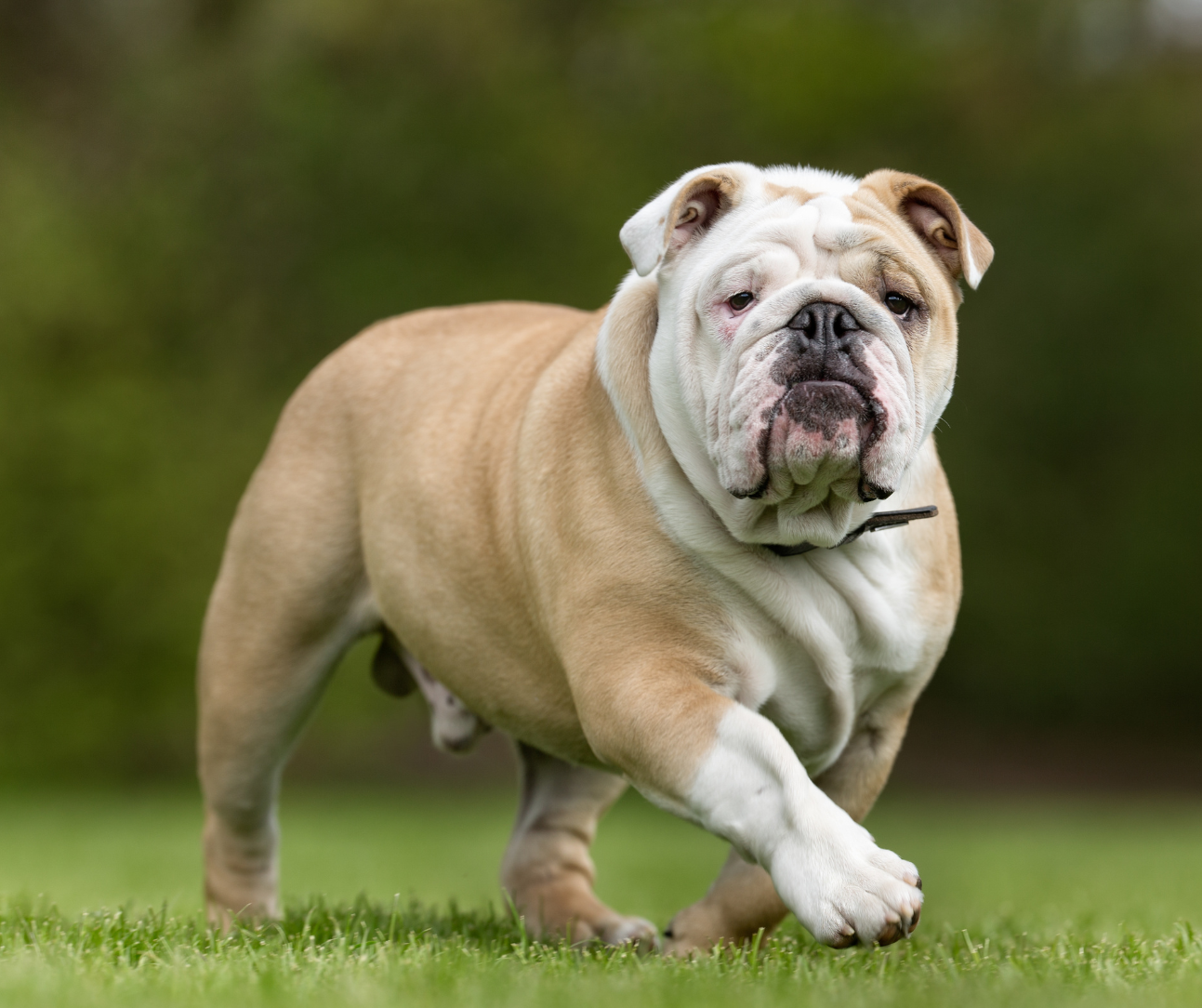 Case Study: Bombo, English Bulldog with Atopic Dermatitis