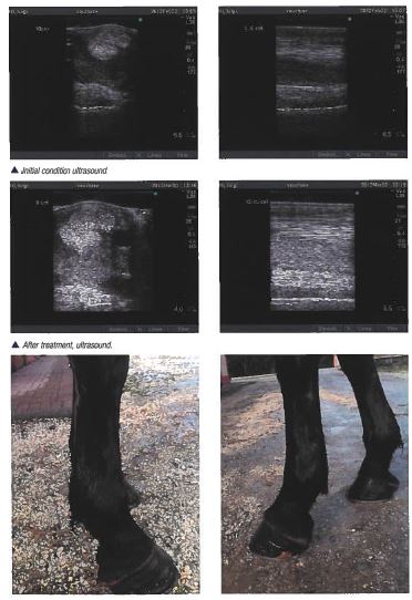 mls and tendon tear in horse