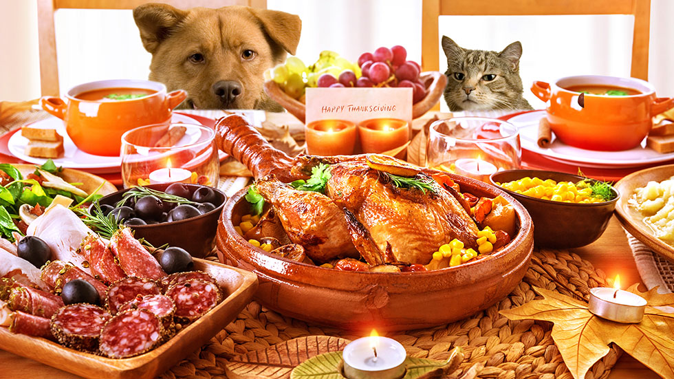 5 Ways to keep pets safe on thanksgiving | Cutting Edge Laser Blog