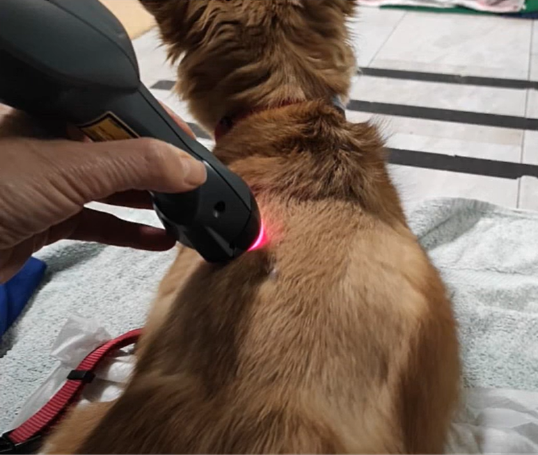 Buffy Receiving MLS Laser Therapy Treatment