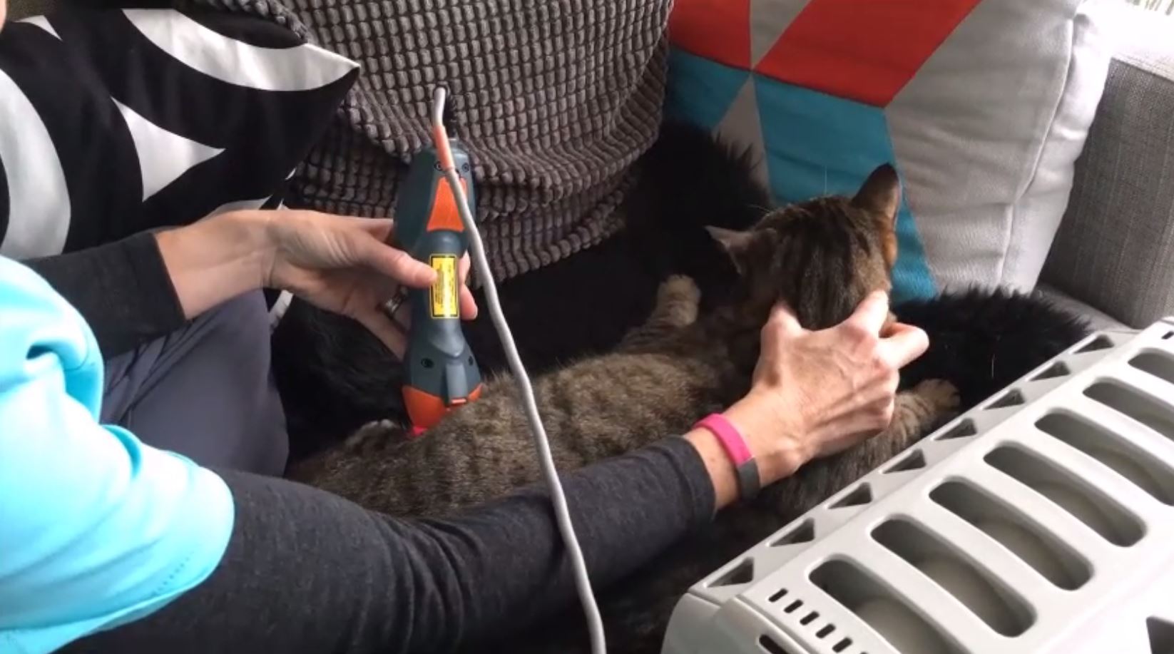 Burton the cat being treated with MLS Laser Therapy