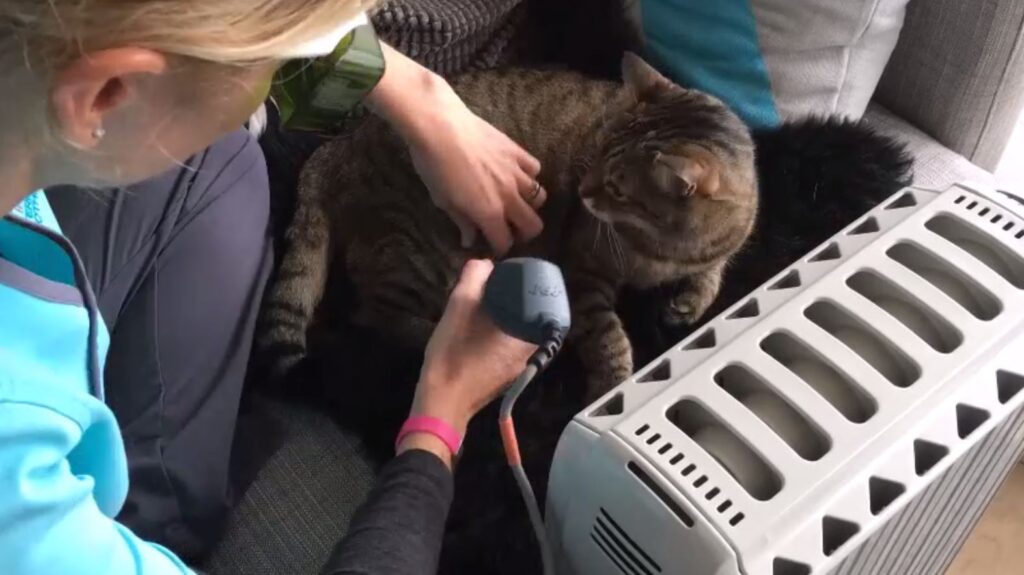 Burton the cat being treated with MLS Laser Therapy