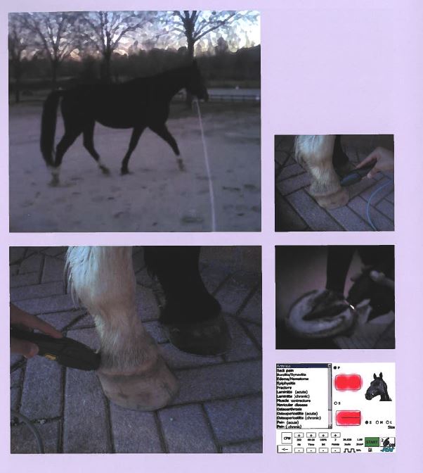 Hoof bruise barefoot horse