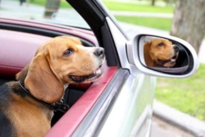 Image: Beagle inside a car looking out the window