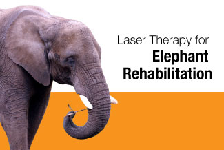Laser Therapy for Elephant Rehabilitation