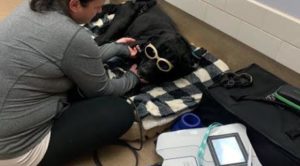 Black Labrador Receiving MLS Laser Therapy Treatment