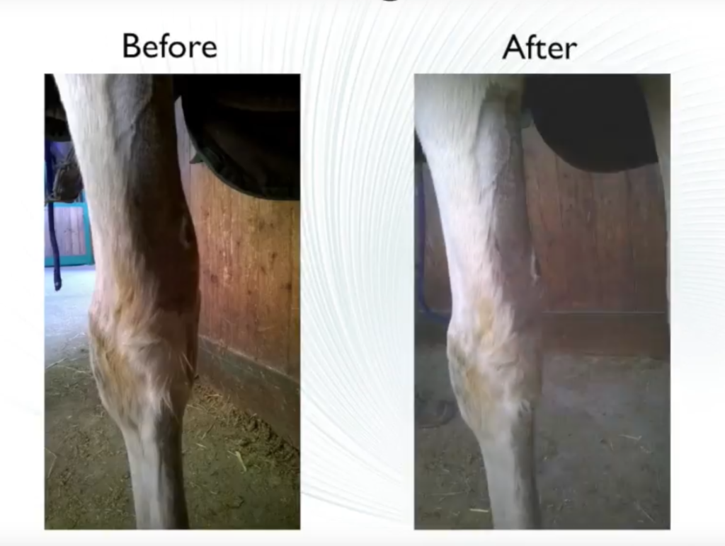 Before and After Laser Therapy on Horse | MLS Laser Therapy | Tendinitis in Horse | Equine Medicine