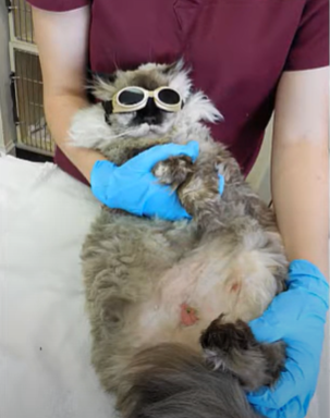 Fooki (cat) with abdominal wound