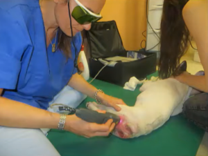 French Bulldog with bedsores being treated with MLS Laser Therapy