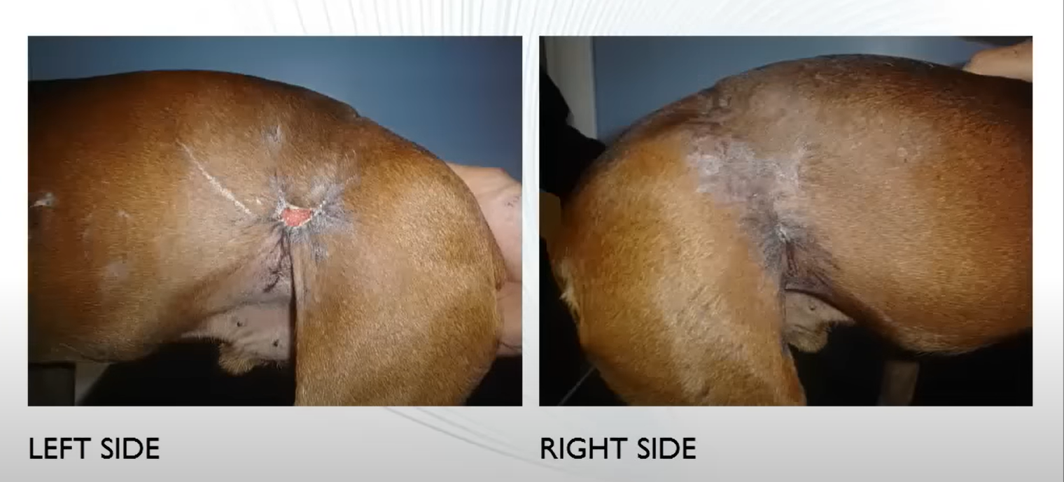 Healed Bite Wounds MLS Laser Therapy
