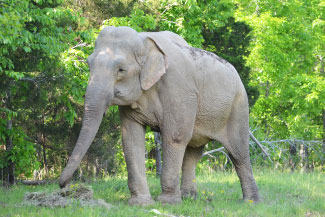 Shirley the Asian Elephant