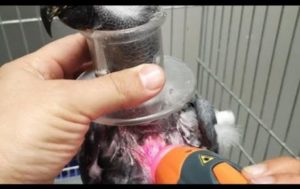 Grey Parrot Receiving Treatment for Self-Pecking with MLS Therapy Laser