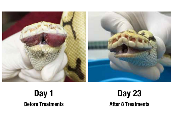 A Comparison of a ball python's stomatitis inflammation before and after treatment