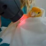 Yellow Canary being treated with the MLS Therapy Laser