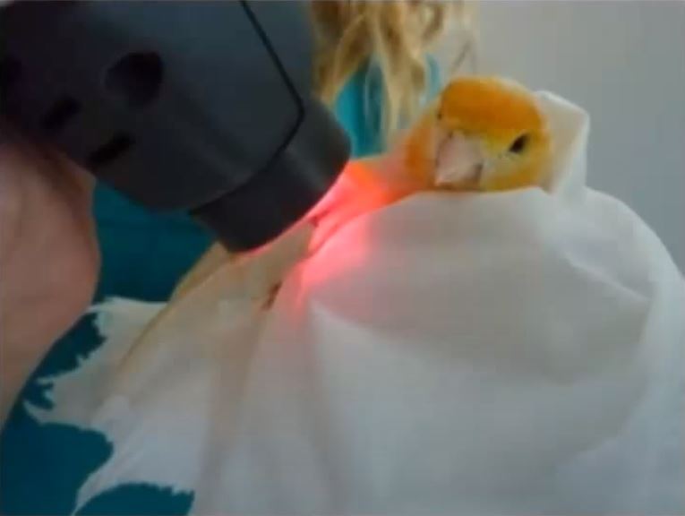 Yellow Canary being treated with the MLS Therapy Laser