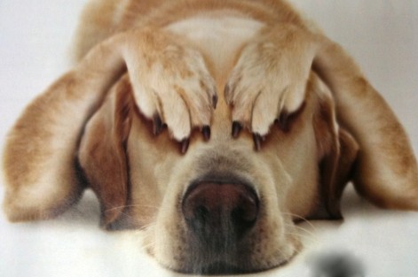 5 Ways to Minimize Fear in Veterinary Patients - Cutting Edge Lasers