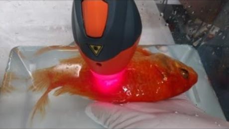 Dory the Goldfish Receiving MLS Laser Therapy Treatments