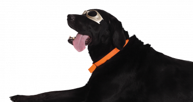 Doggle6_RGB_Web no background Orange