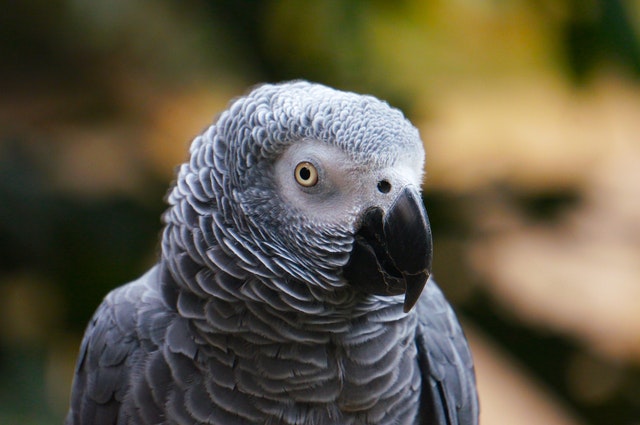 Grey Parrot on Green Background