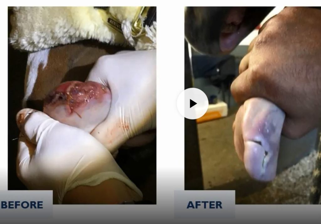 Before and After | Tongue Wound in Equine | MLS Laser Therapy