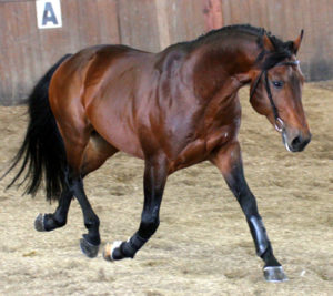 Tendon tear in a saddle horse