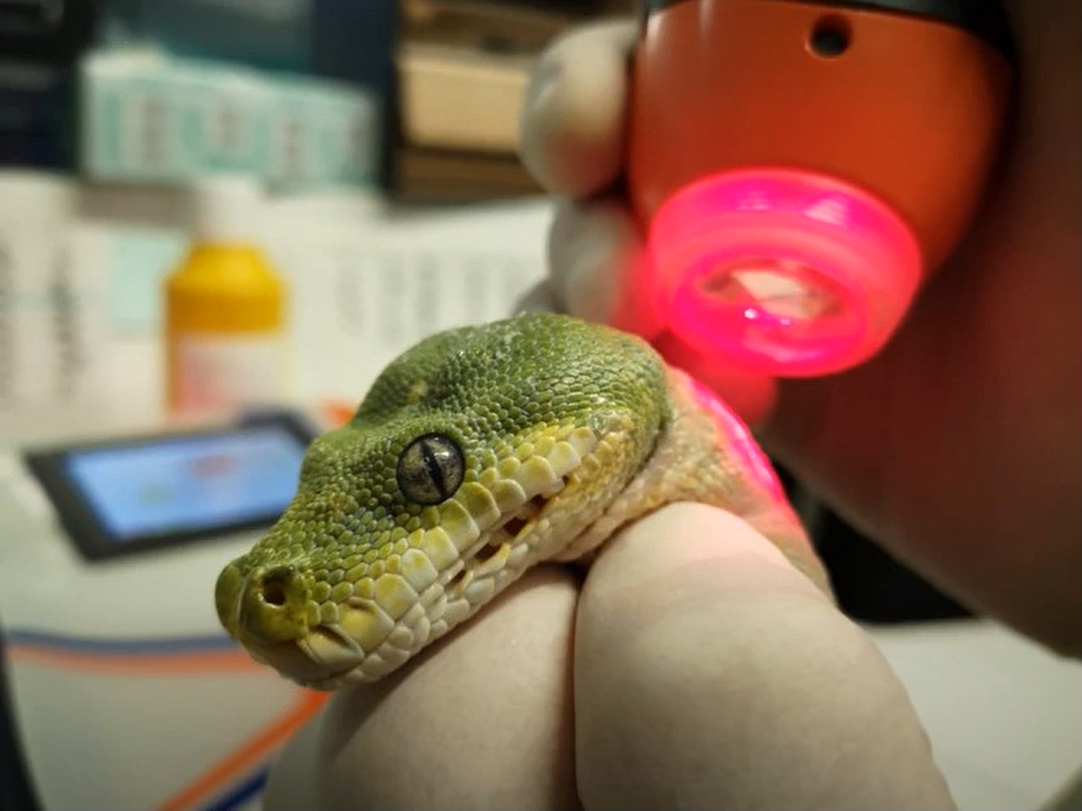 snake receiving MLS Laser Therapy