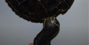 Photo of a turtles joint abscess before treatment with MLS Laser Therapy