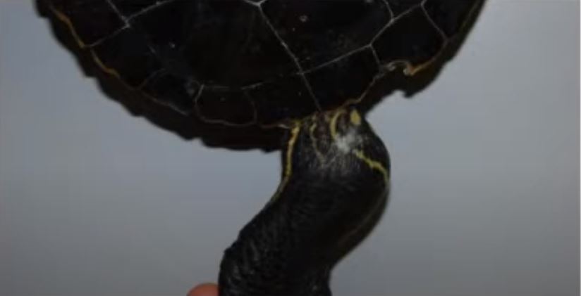 Photo of a turtles joint abscess before treatment with MLS Laser Therapy