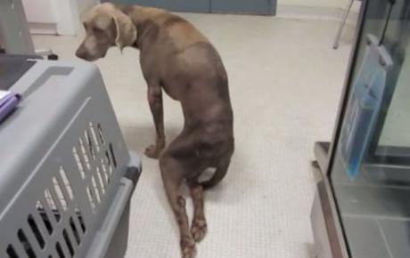 Photo of Enton, Weimaraner with paraplegia from spinal disc herniation