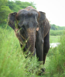 Zara the Asian Elephant at Wildlife SOS